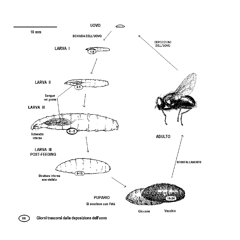 Disegno 1 - Ciclo vitale di una mosca ciclorrafa (modificato, da Catts e Haskell, 1990)