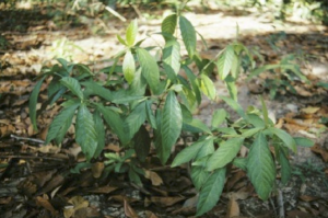 Figura 3. Psychotria viridis Shrub